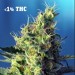 Sweet Pure Cbd Sweet Seeds