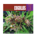 El Gran Libro de los Cogollos Vol. III (Ed Rosenthal) - 