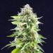 Cookies Haze - Kannabia Seeds