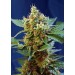 Cream Mandarine XL Auto Sweet Seeds