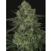 Criminal + - Ripper Seeds