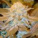 Critical Hog – T.H. Seeds