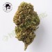 Critical - La Cordobesa