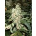 Darkstar – T.H. Seeds