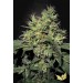 Dutch Dragon - Paradise Seeds