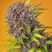 Diablo Rojo XL Auto - Sweet Seeds
