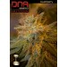 Kushberry - DNA