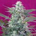 Big Foot Sweet Seeds