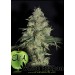 White Dragon - Eva Seeds