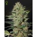 Exodus Cheese Auto - Green House Seeds