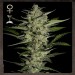 Flowerbomb Kush – Strainhunters