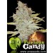 Furious Candy - Eva Seeds