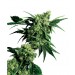 Mr. Nice G13 X Hash Plant Reg. Sensi Seeds