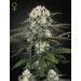 Auto-Bomb - Green House Seeds