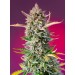 Gorilla Sherbert F1 Fast Version Sweet Seeds 