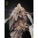 Guava x Gelato 41 Auto – Green House Seeds