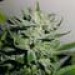 Heavy Duty Fruity Regular – T.H. Seeds