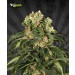 Hijack – Auto Seeds