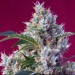 Indigo Berry Kush Sweet Seeds