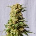 La Blanca – Kannabia Seeds