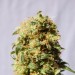 La Reina de África – Kannabia Seeds