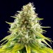 Mataro Blue – Kannabia Seeds