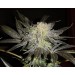 Mendocino Madness Regular – T.H. Seeds