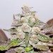 Mendocino Purpre Kush Medical Seeds