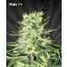 MIG-29 – Auto Seeds