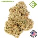 OG Kush - Houseplant Seeds - 5 Semillas Feminizadas
