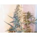 Outdoor Grapefruit – Female Seeds