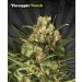 Pineapple Punch – Auto Seeds