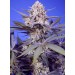 Pineapple Slush XL Auto - Sweet Seeds
