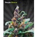 Purple Cheese – Auto Seeds