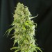 Dieseltonic – Resin Seeds