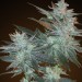 L.A. Ultra Regular – Resin Seeds