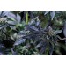 Estefan - Purple City Genetics - 10 Semillas Feminizadas