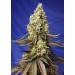 Runtz XL Auto - Sweet Seed 