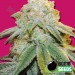 Bubble Bomb – Bomb Seeds