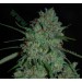 Afghan Skunk – Expert Seeds
