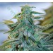 Mazar Auto – Expert Seeds