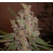 Cheese – Expert Seeds