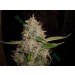 Widow x Critical – Expert Seeds
