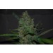 Black Domina x Maple – Expert Seeds