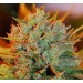 NL x Big Bud Auto – Expert Seeds
