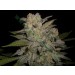 Northern Light Auto – Expert Seeds