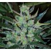 Jack Herer Auto – Expert Seeds