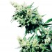 Hash Plant Reg. Sensi Seeds