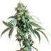 Jack Flash Reg. Sensi Seeds