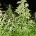 Easy Sativa – Female Seeds